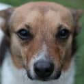 Photo of Ollie