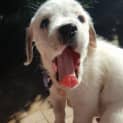 Photo of Ralph 