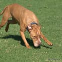 Photo of Bear ** A Love Bug **