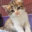 Photo of Ivy