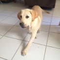 Photo of Willow ~ 3mo Female Lab X Pup (On Trial 24/12/16)