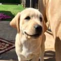 Photo of Willow ~ 3mo Female Lab X Pup (On Trial 24/12/16)