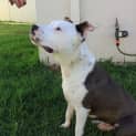 Photo of Dozer ~10mo Cuddly Staffy Boy (On Trial 13/3/17)