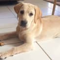 Photo of Willow ~ 3mo Female Lab X Pup (On Trial 24/12/16)