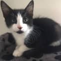 Photo of Milo