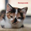 Photo of Honeycomb **2nd Chance Cat Rescue**