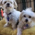Photo of Molly & Cindy ~ 11 & 9yo Maltese (On Trial 6/5/17)