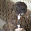 Photo of Casey ** A Total Lovebug **