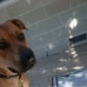 Photo of Asha Dl1586