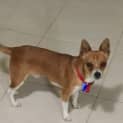Photo of Archie ~ 9mo Foxy X Chi (On Trial 29/5/17)