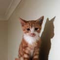 Photo of Banjo