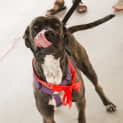 Photo of Miley (Adoption Pending)