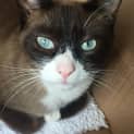 Photo of Chelsea ❄️🐾 Stunning Snowshoe Oriental Cat