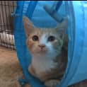 Photo of Banjo