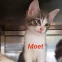 Photo of Moet 