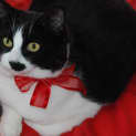 Photo of Jacqueline~Gentle Sweetheart