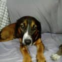 Photo of Poppy