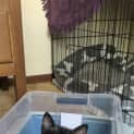 Photo of Sassy