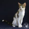 Photo of Chartreus