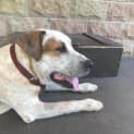 Photo of Bandit