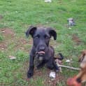Photo of Pumba