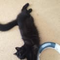 Photo of Mork 