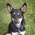Photo of Axle ~ Kelpie Puppy (On Trial 20/05/17)