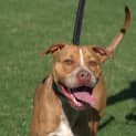 Photo of Bear ** A Love Bug **