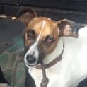 Photo of Flash ~ 4yo Jack Russell Boy (On Trial 24/05/17)