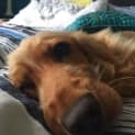 Photo of Maple