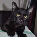 Photo of Jet Is Urgent    Save A Life & Adopt A Pound Pet