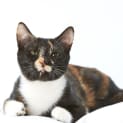 Photo of Mia   Stunning Torti!