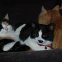 Photo of Jacqueline~Gentle Sweetheart