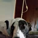 Photo of Laney ~ Greyhound, Girl (On Trial 17/02/7)