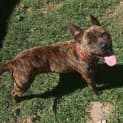 Photo of Lizzy **Adopted**