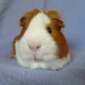 Photo of Hemingway (Desexed)