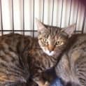 Photo of Naomi *Free To Adopt In April*