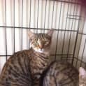 Photo of Naomi *Free To Adopt In April*