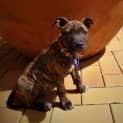 Photo of Lucinda ~ Cute Staffy X Puppy(on Trial 28/03/17)