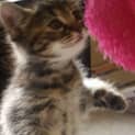 Photo of Cinnamon