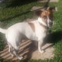 Photo of Flash ~ 4yo Jack Russell Boy (On Trial 24/05/17)