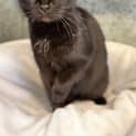 Photo of Ebony