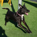 Photo of Ranger