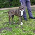 Photo of Gypsy