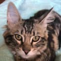 Photo of Tabby