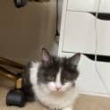 Photo of Honey