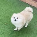 Photo of Dora