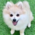 Photo of Dora