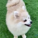 Photo of Dora