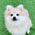 Photo of Dora